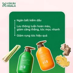 Bộ Dầu Gội Xả Gừng Sả Thảo Dược 500g Cỏ Cây Hoa Lá – Giảm Bết Dầu, Cho Tóc Suôn Mượt Tự Nhiên